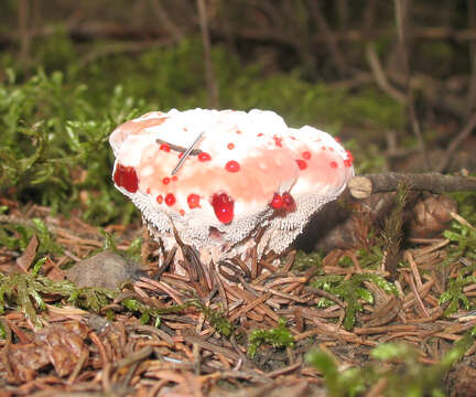 Image of Devil’s Tooth