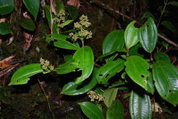 Image of Miconia