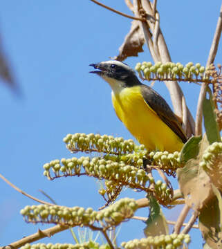 Image of Rusty-margined Flycatcher