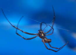 Image of Nephilidae