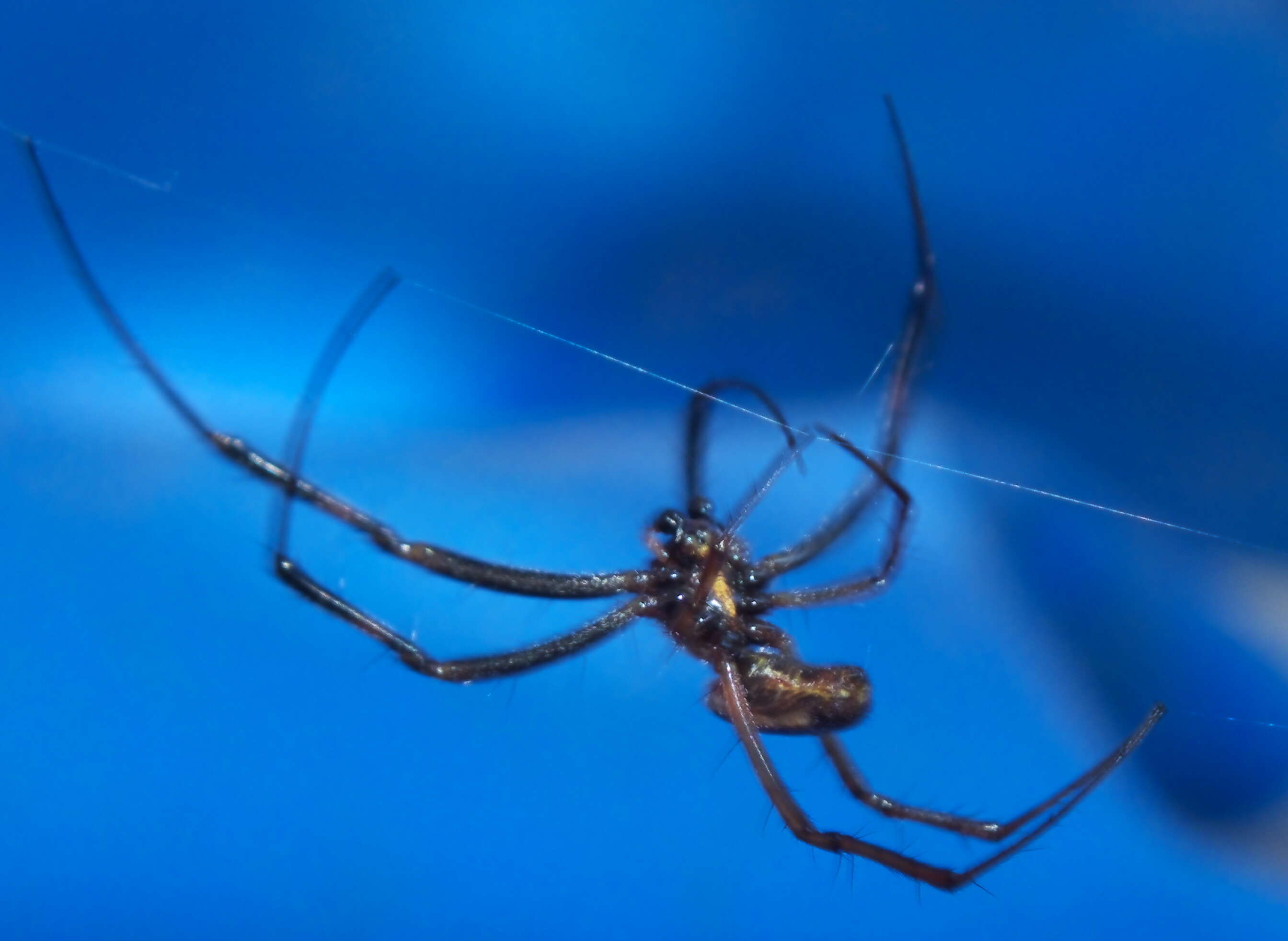 Image of Nephilidae