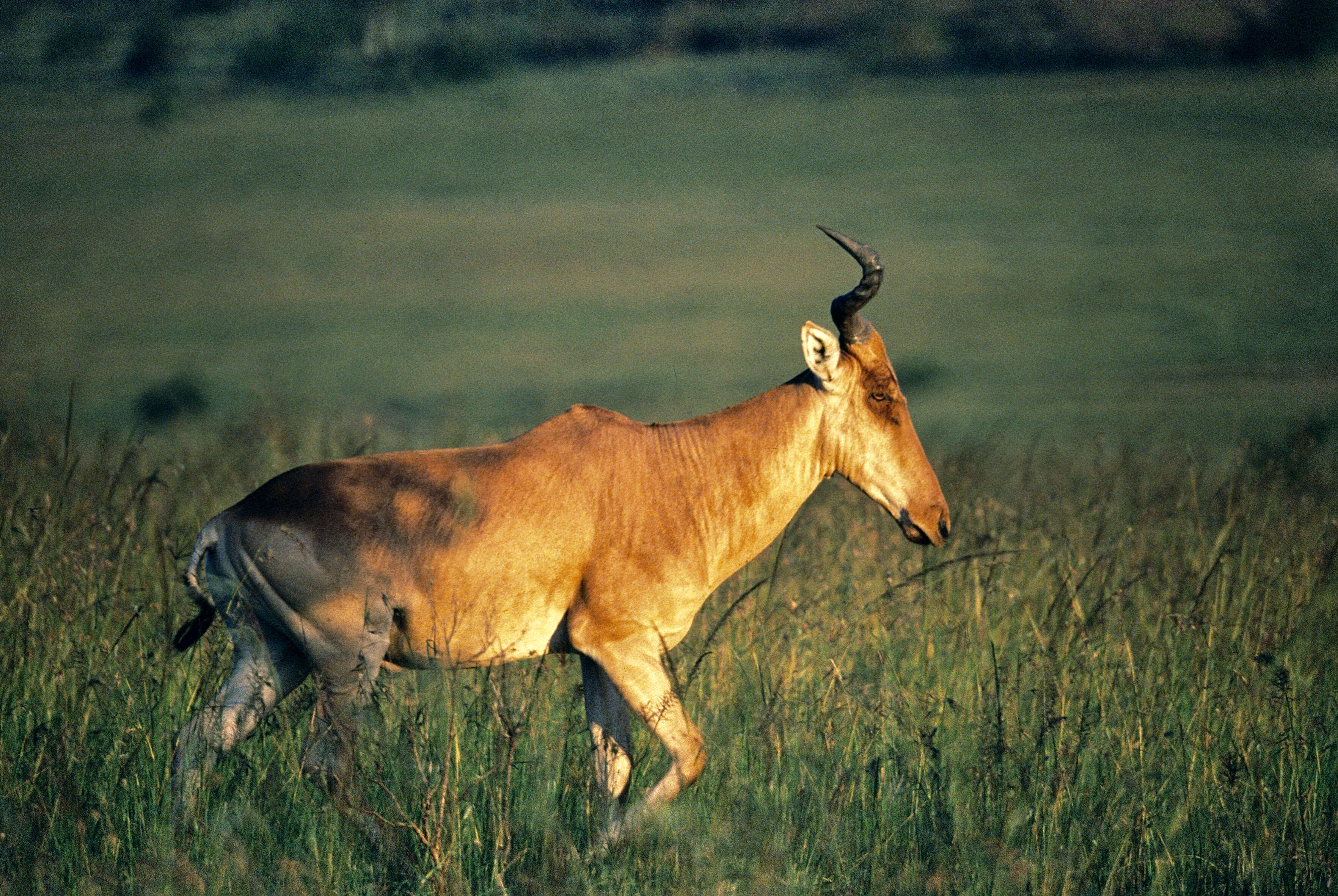 Image of Hartebeest