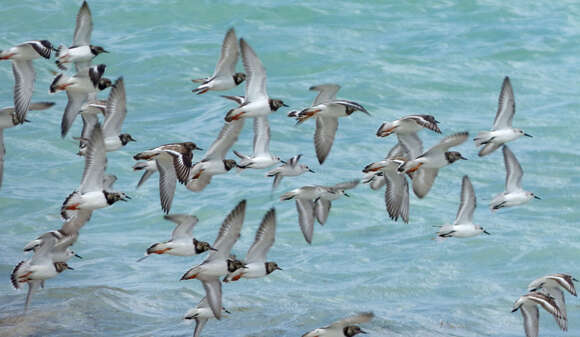 Image of Ruddy Turnstone