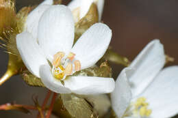 Imagem de Drosera huegelii Endl.