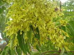 Image of tree-of-heaven