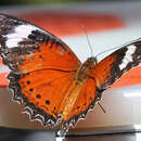 Image of Orange lacewing