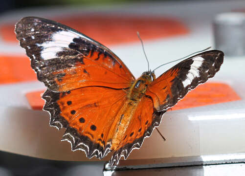 Image of Orange lacewing