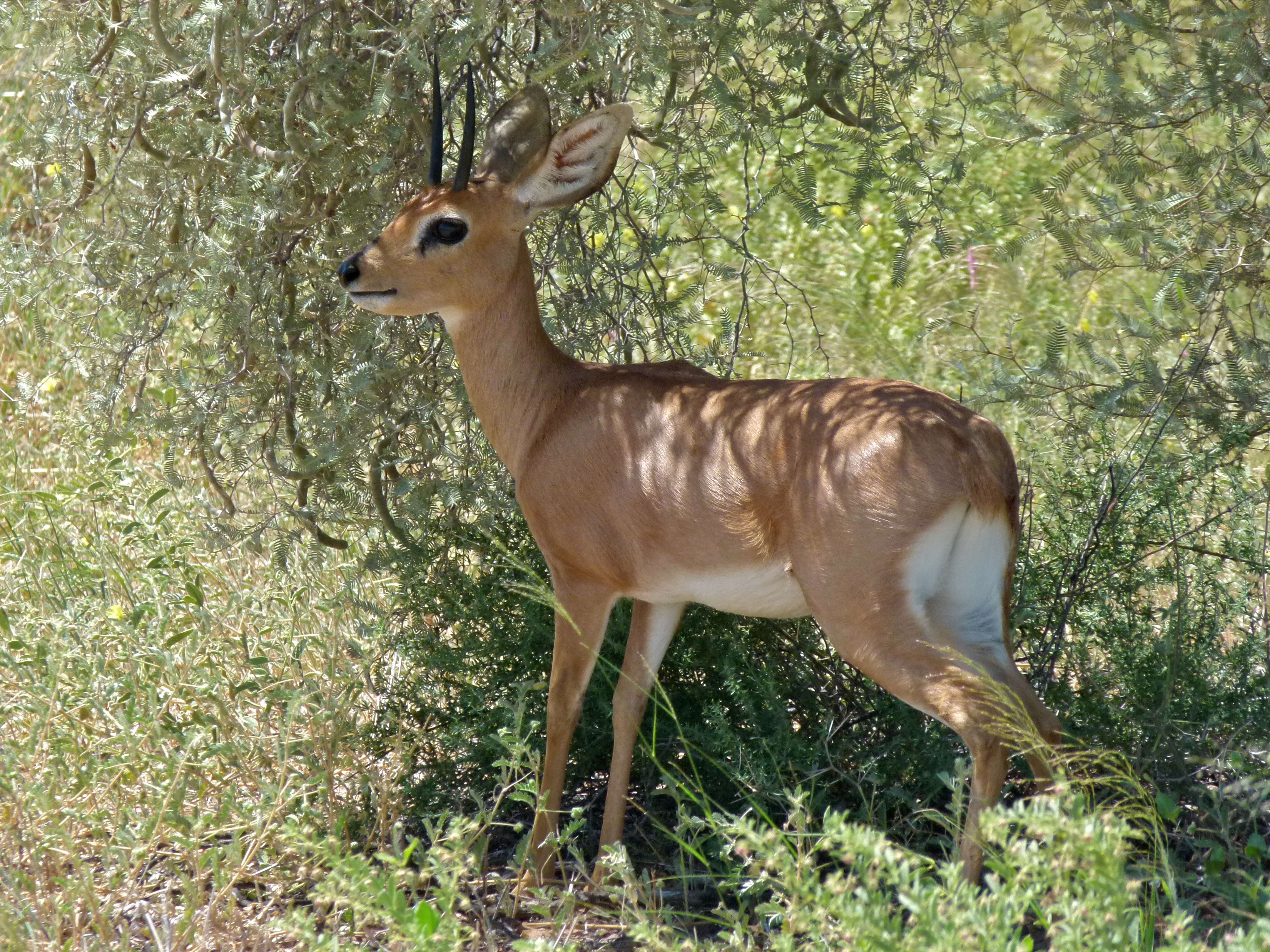 Image of Steenbok