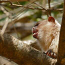 Image of Black-tailed Marmoset