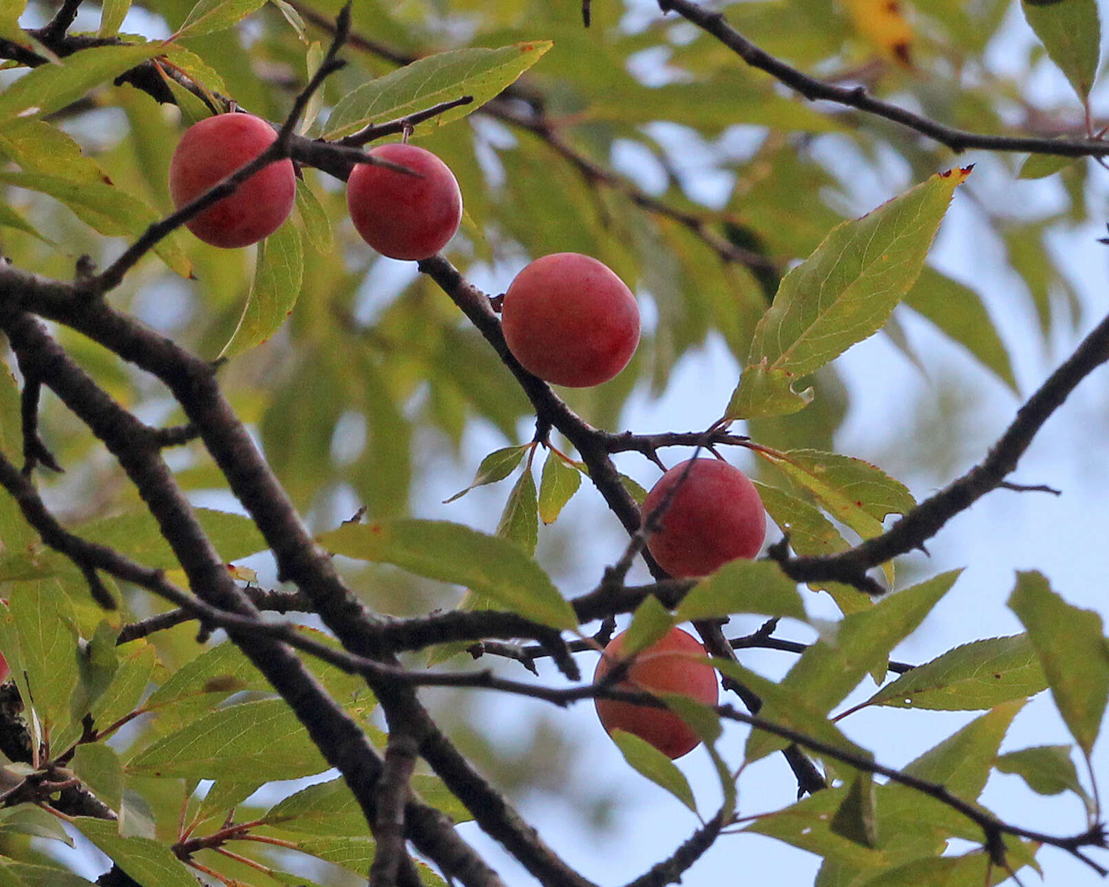 Image of Chickasaw plum