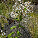 Image of Olearia megalophylla (F. Müll.) F. Müll.