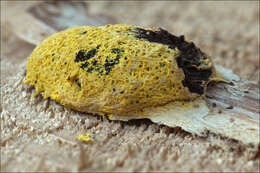 Image of Dog vomit slime mold