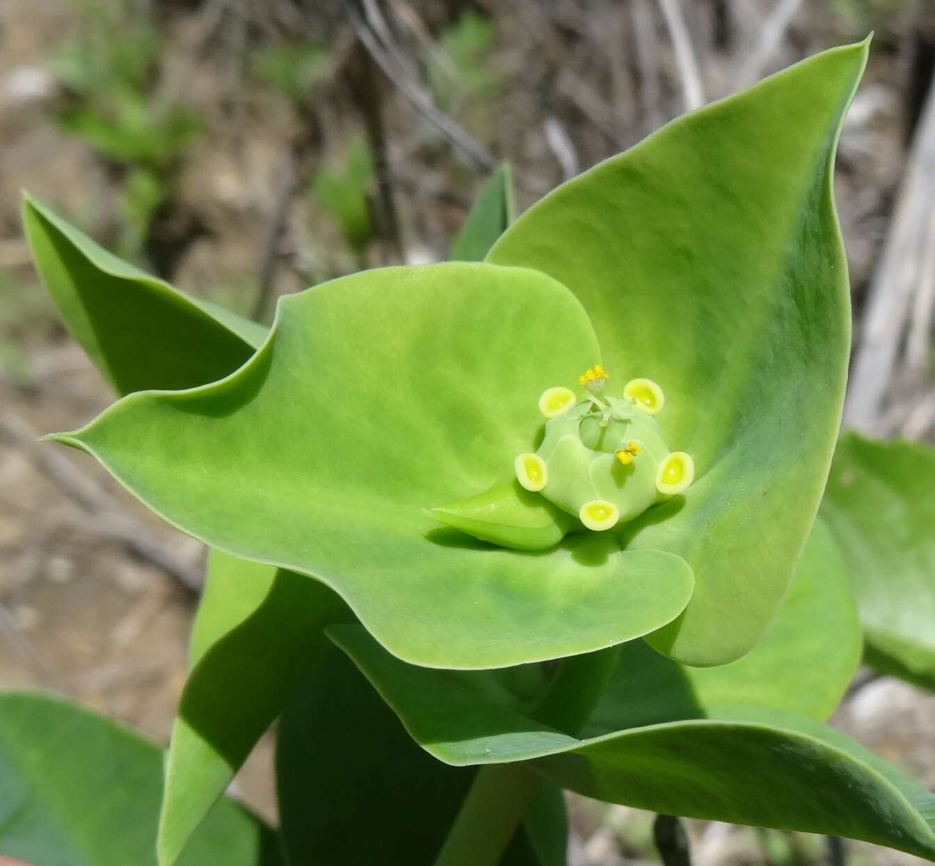 Image of Euphorbia platycephala Pax