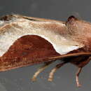 Image of Skiff Moth