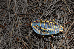 Image of Mardi Gras Cockroach