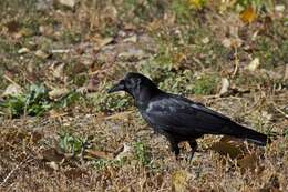 Image of Chihuahuan Raven