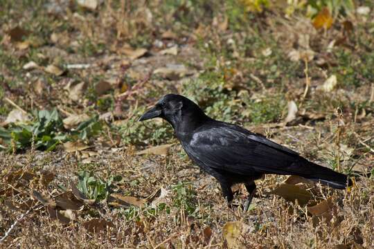 Image of Corvus Linnaeus 1758