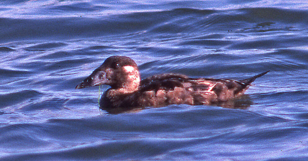 Image of scoter