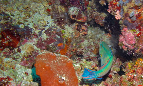 Image of Three-colour Parrotfish