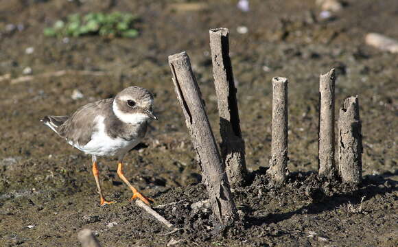 Image of ringed plover, common ringed plover