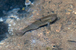 Image of Stigmatogobius