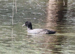 Image of Common Coot