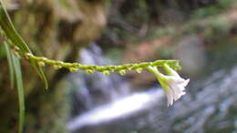 Imagem de Epidendrum fimbriatum Kunth