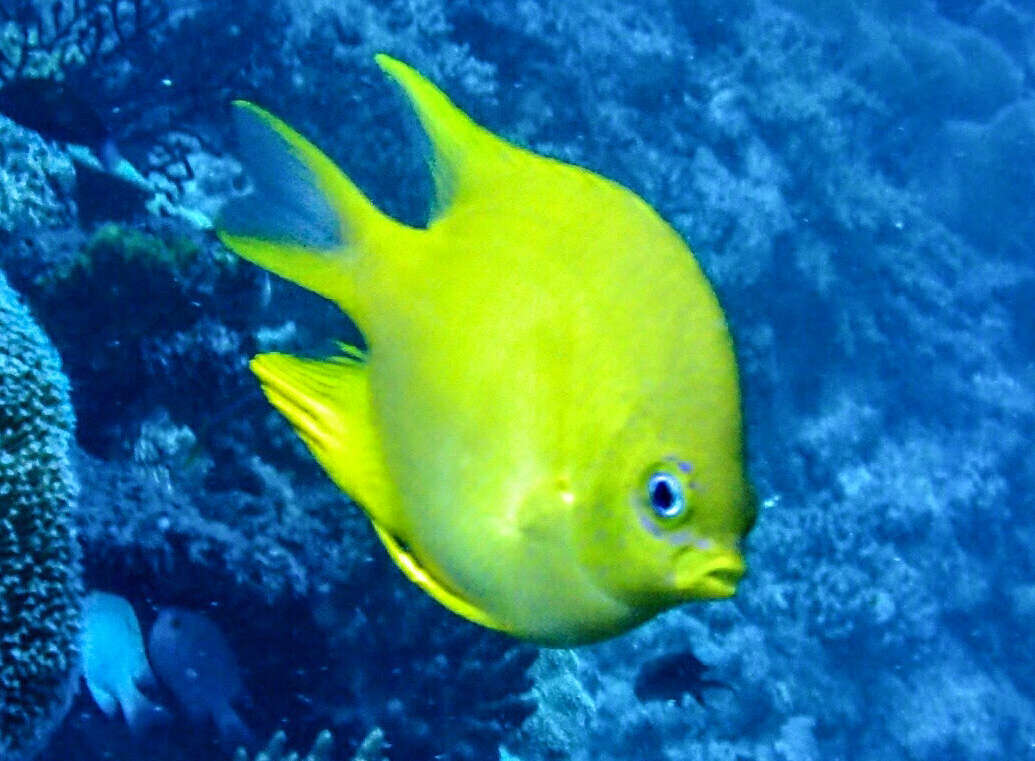 Image of Damselfish