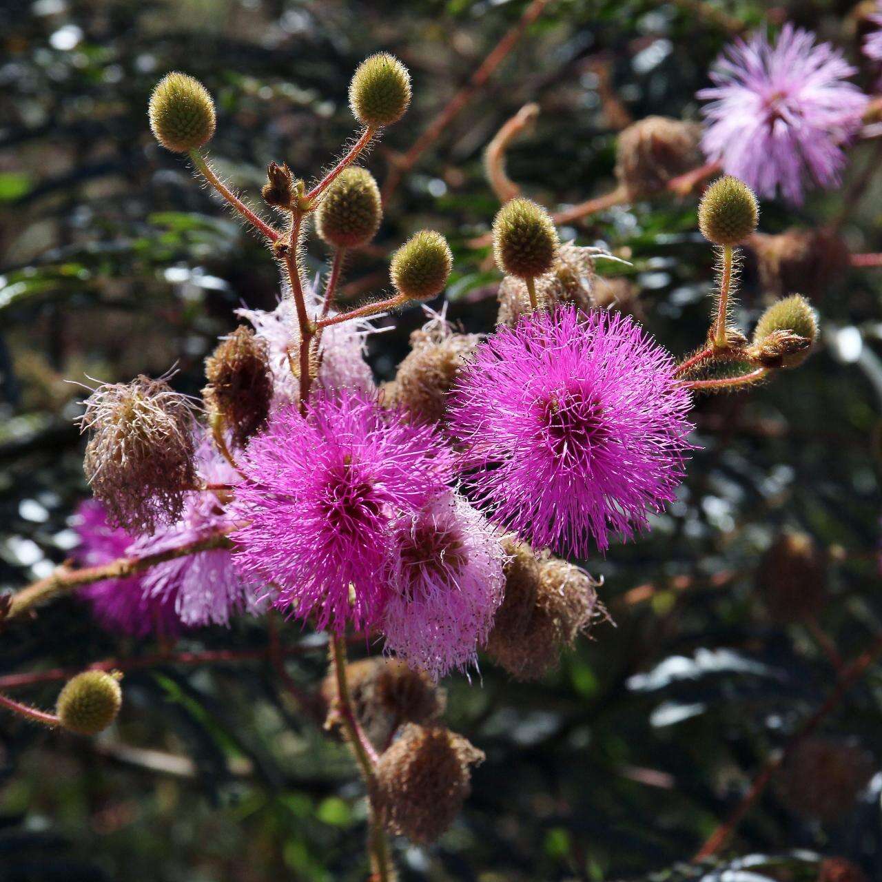 Image of Mimosa paludosa Benth.