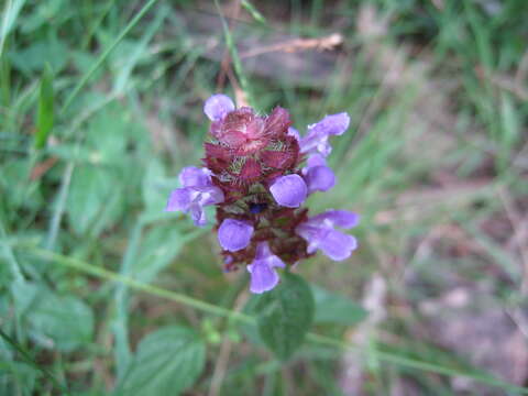 Image of selfheal