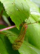 Image of hangingflies