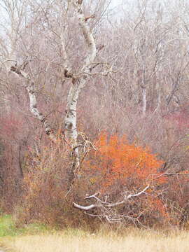 Image of Common Barberry