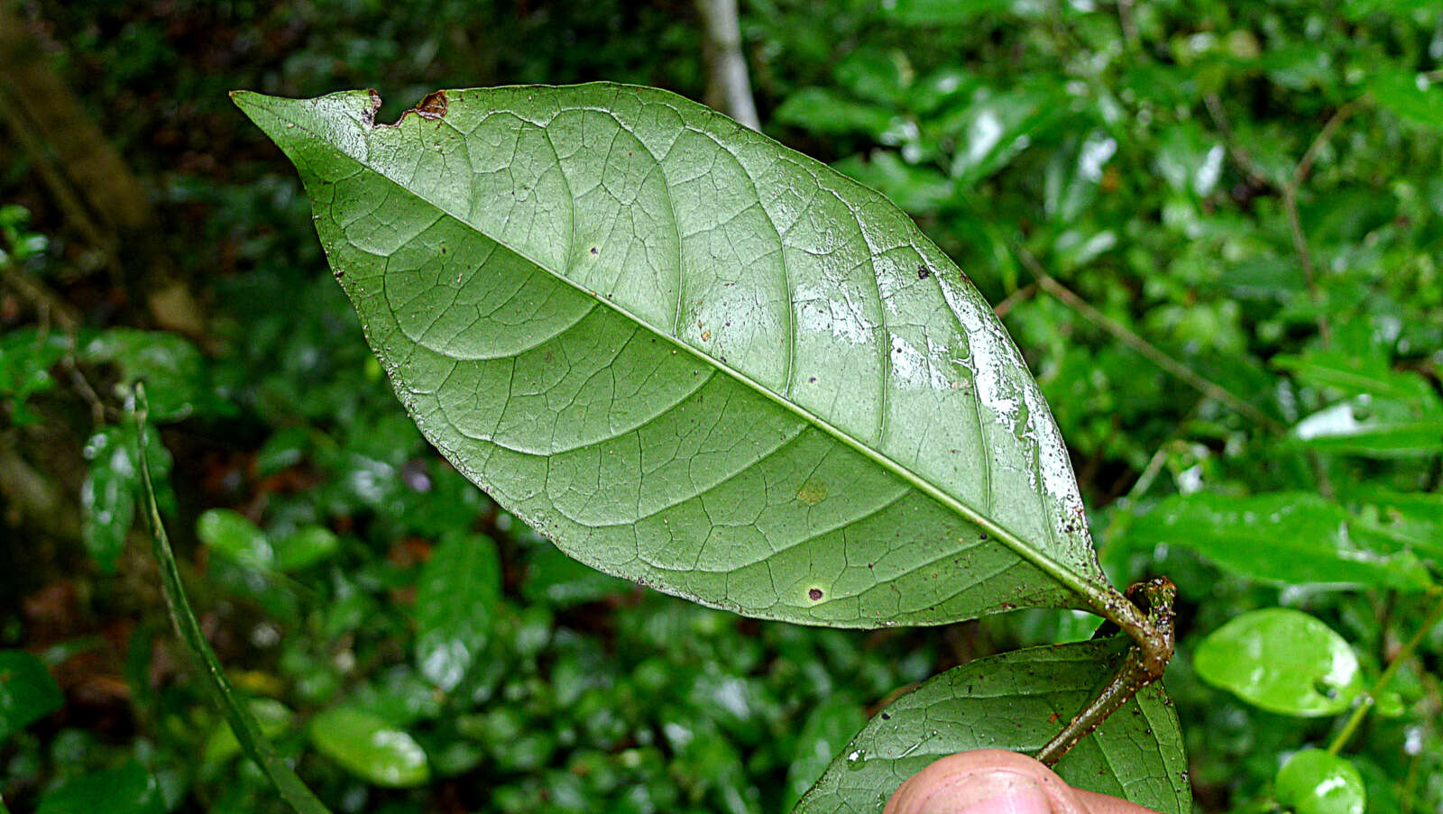 Image of Ruellia affinis (Schrad.) Lindau