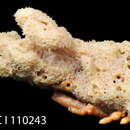 Image of spongy decorator crab