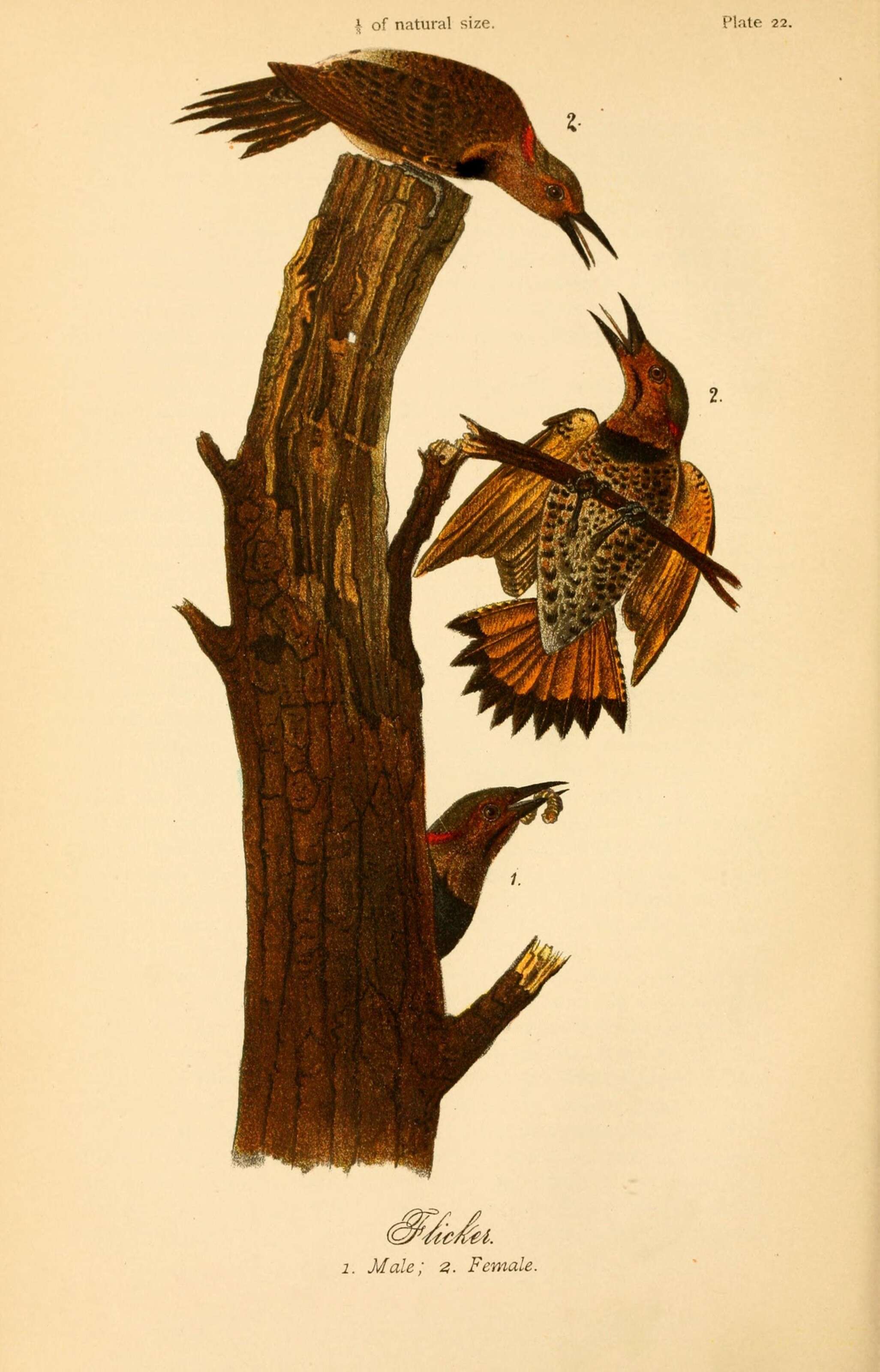 Image of Northern Flicker