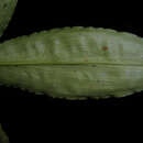 Image of Floscopa robusta (Seub.) C. B. Clarke