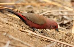 Image of Firefinch