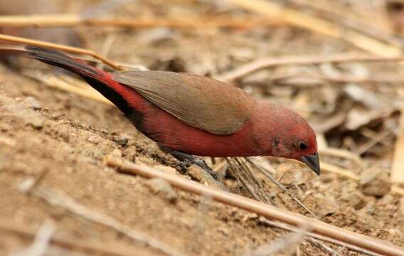 Image of Jameson's Firefinch