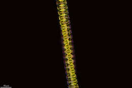 Image of Zygnemophyceae