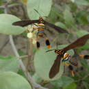 Image of Texas Wasp Moth