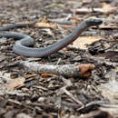 Image of Eastern Small-eyed Snake