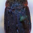 Thanatophilus terminatus (Hummel 1825) resmi