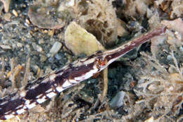 Image of seaweed pipefish