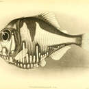 Image of Nutting&#39;s hatchet fish