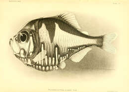 Image of marine hatchetfishes