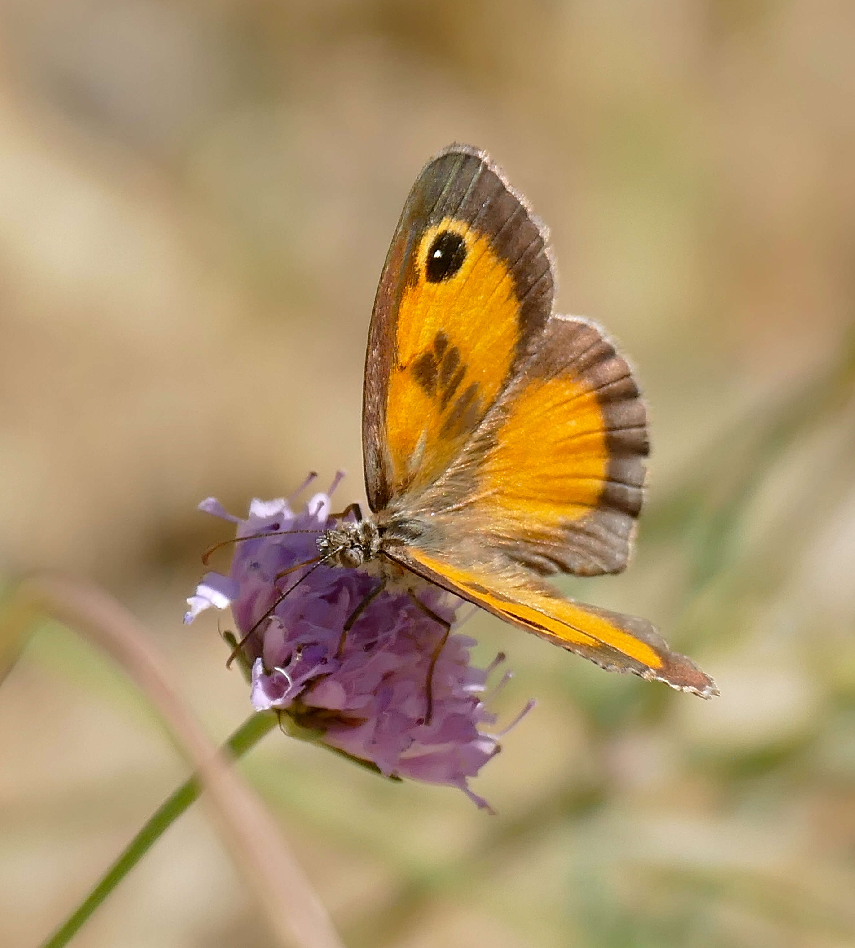 Слика од Pyronia cecilia Vallantin 1894