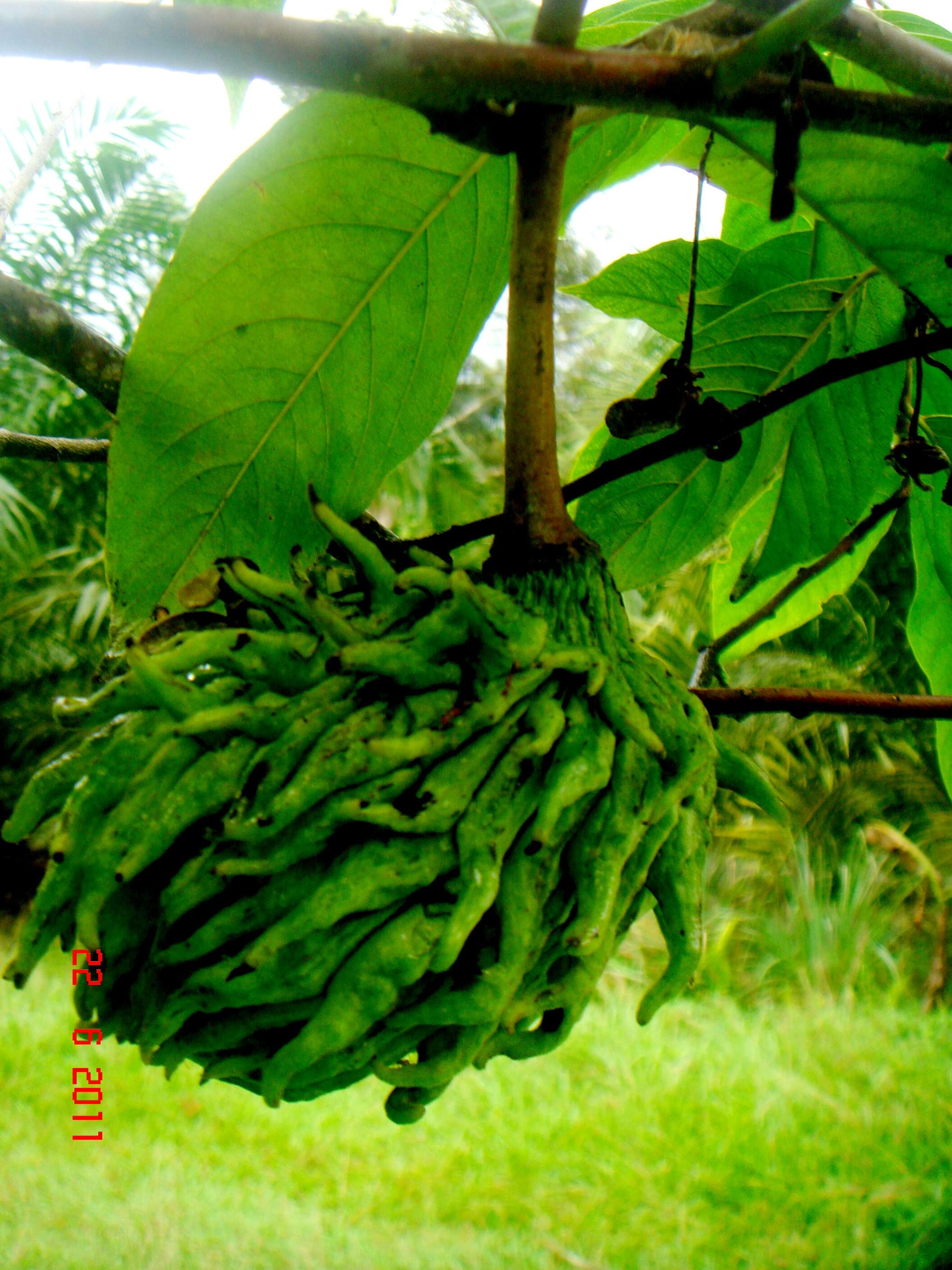 Image of Annona