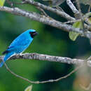 Image of Swallow Tanager