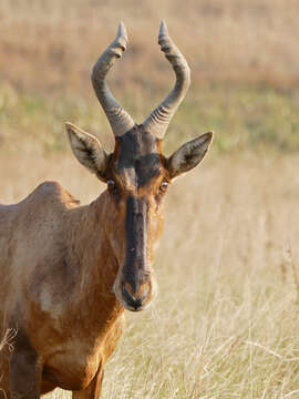 Image of Hartebeest