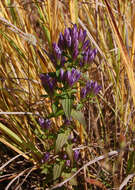 Image of gentian family